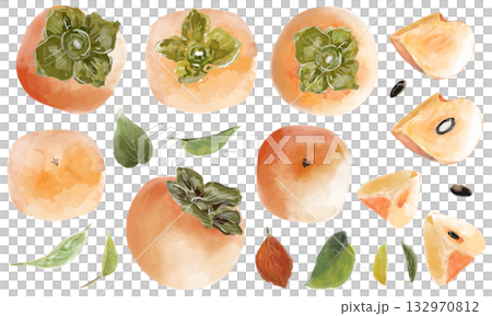 水彩風格手繪柿子各部分插圖集 132970812