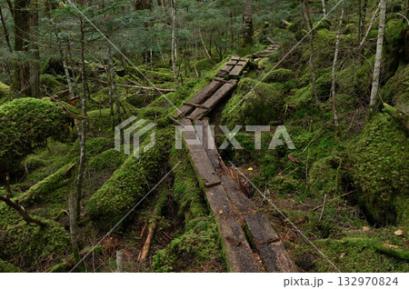苔に覆われた亜高山の森に敷かれた木道 132970824