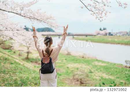 Woman tourist sightseeing Sakura Cherry Blossom in Spring. Happy traveler travel near Hinokinai River riverbank in Kakunodate town, Semboku District, Akita Prefecture, Japan. Landmark and Vacation 132971002