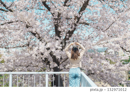 Woman tourist sightseeing Sakura Cherry blossom at Morioka Castle Ruins park in Spring, happy traveler travel in Iwate Park, Iwate prefecture, Japan. famous Landmark Travel and Vacation destination 132971012