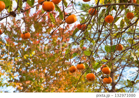 里山の秋 132971080