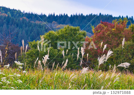 里山の秋 132971088