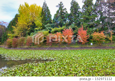 里山の秋 132971112