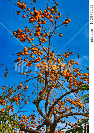 里山の秋 132971113