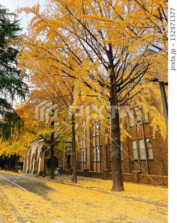 秋の東京大学 銀杏 132971377