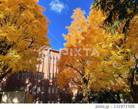 秋の東京大学 銀杏 132971589