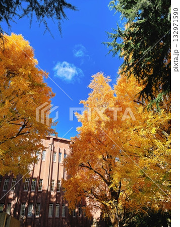 秋の東京大学 銀杏 132971590