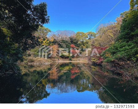 秋の東京大学 育徳園心字池(三四郎池) 秋の東京大学 育徳園心字池(三四郎池) 132971593