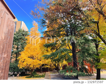 秋の東京大学 銀杏 132971597