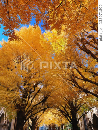 秋の東京大学 銀杏並木 132971800