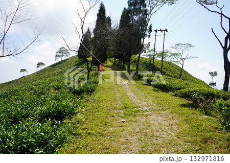 Diverse Himalayan Foothills Portfolio Tea Gardens and Nature 132971816