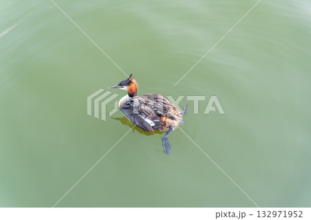 The water bird Great crested Grebe, Podiceps cristatus, swimming in the lake, and its cute babies riding on its back The water bird Great crested Grebe, Podiceps cristatus, swimming in the lake, and its cute babies riding on its back 132971952