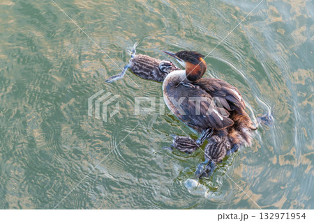 The water bird Great crested Grebe, Podiceps cristatus, swimming in the lake, and its cute babies riding on its back The water bird Great crested Grebe, Podiceps cristatus, swimming in the lake, and its cute babies riding on its back 132971954
