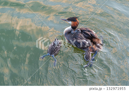 The water bird Great crested Grebe, Podiceps cristatus, swimming in the lake, and its cute babies riding on its back The water bird Great crested Grebe, Podiceps cristatus, swimming in the lake, and its cute babies riding on its back 132971955
