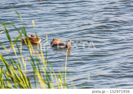 Great Crested Grebe Chick Growing Up Swimming In A Pond 132971956
