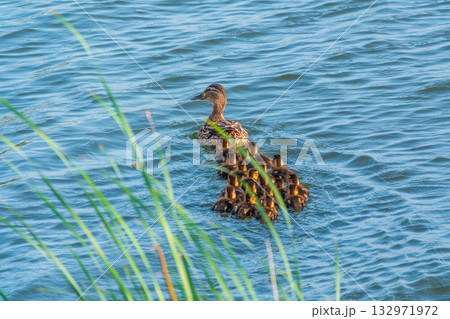 A family of ducks, a duck and its little ducklings are swimming in the water. The duck takes care of its newborn ducklings. Mallard, lat. Anas platyrhynchos 132971972