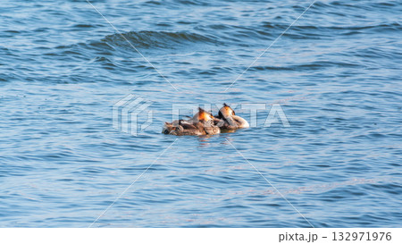 The waterfowl bird, great crested grebe with chick, swimming in the lake. The waterfowl bird, great crested grebe with chick, swimming in the lake. 132971976