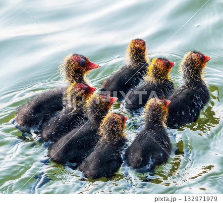 Eurasian Coot with Chicks Swimming on Lake Eurasian Coot with Chicks Swimming on Lake 132971979