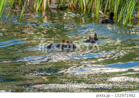 Eurasian Coot with Chicks Swimming on Lake 132971982