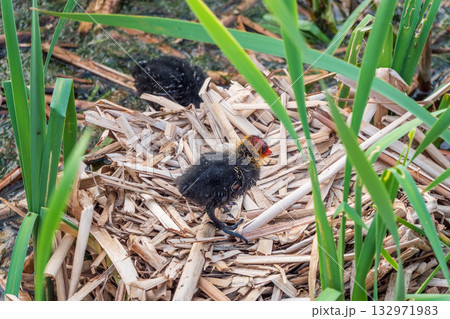 Eurasian Coot with Chicks in nest. Eurasian coot, Fulica atra Eurasian Coot with Chicks in nest. Eurasian coot, Fulica atra 132971983