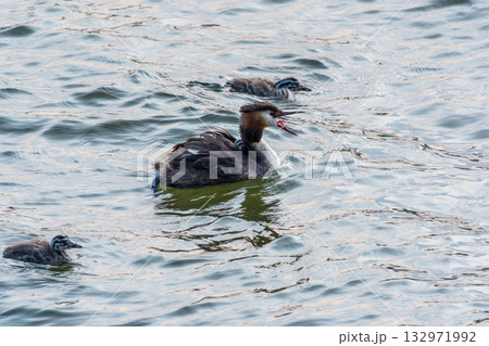The water bird Great crested Grebe, Podiceps cristatus, swimming in the lake, and its cute babies riding on its back 132971992