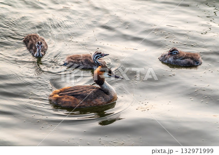The waterfowl bird, great crested grebe with chick, swimming in the lake. The waterfowl bird, great crested grebe with chick, swimming in the lake. 132971999