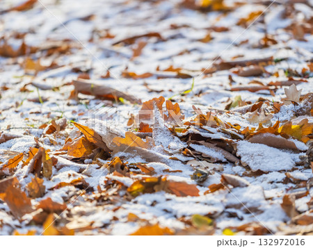 First snow on the green grass and fallen leaves in autumn. Yellow and green fallen leaves on the grass with snow. 132972016