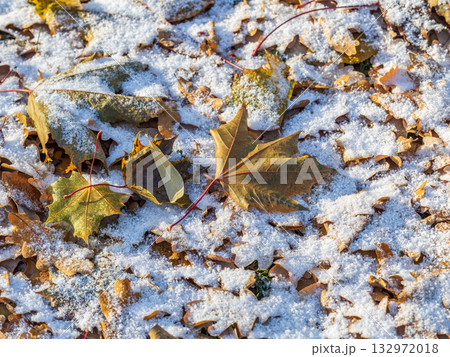 First snow on the green grass and fallen leaves in autumn. Yellow and green fallen leaves on the grass with snow. 132972018