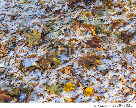 First snow on the green grass and fallen leaves in autumn. Yellow and green fallen leaves on the grass with snow. 132972020