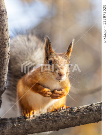 Squirrel sits on a branch in Autumn park Squirrel sits on a branch in Autumn park 132972029