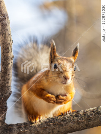 Squirrel sits on a branch in Autumn park 132972030