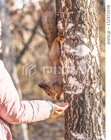 Girl feeds a squirrel with nuts in an autumn park. 132972036