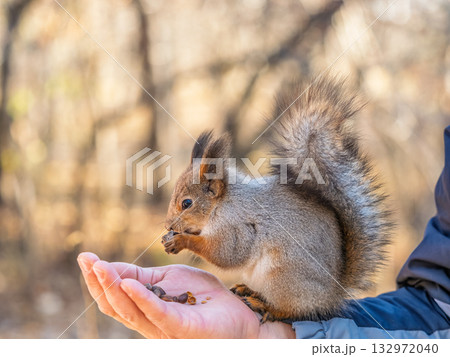 A squirrel in the spring or autumn eats nuts from a human hand. Eurasian red squirrel, Sciurus vulgaris 132972040