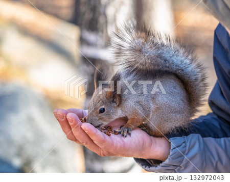 A squirrel in the spring or autumn eats nuts from a human hand. Eurasian red squirrel, Sciurus vulgaris 132972043