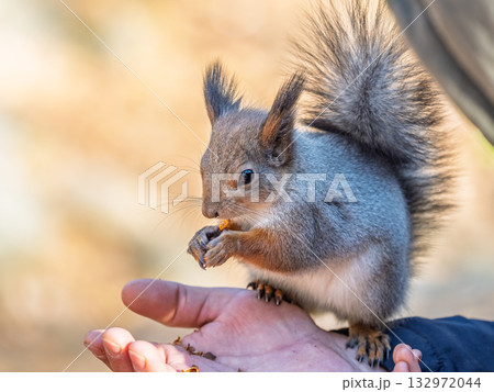 A squirrel in the spring or autumn eats nuts from a human hand. Eurasian red squirrel, Sciurus vulgaris A squirrel in the spring or autumn eats nuts from a human hand. Eurasian red squirrel, Sciurus vulgaris 132972044
