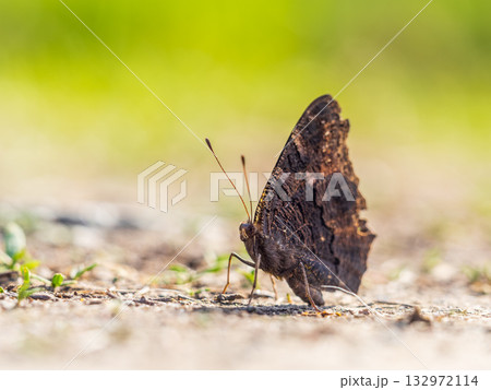 Peacock butterfly on the ground among the grass 132972114