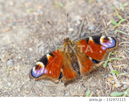 Peacock butterfly on the ground among the grass Peacock butterfly on the ground among the grass 132972115