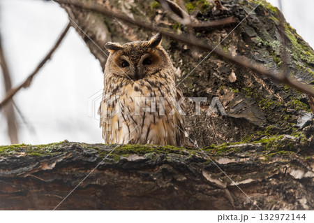 Long-eared owl (Asio otus), looking forward with wide opened eyes Long-eared owl (Asio otus), looking forward with wide opened eyes 132972144