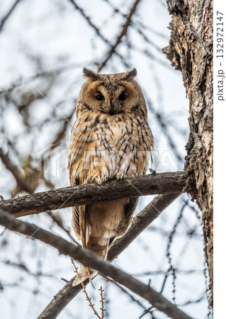 Long-eared owl (Asio otus), looking forward with wide opened eyes Long-eared owl (Asio otus), looking forward with wide opened eyes 132972147