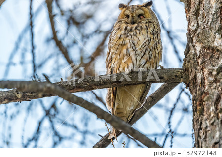 Long-eared owl (Asio otus), looking forward with wide opened eyes Long-eared owl (Asio otus), looking forward with wide opened eyes 132972148