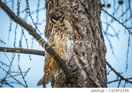 Long-eared owl (Asio otus), looking forward with wide opened eyes Long-eared owl (Asio otus), looking forward with wide opened eyes 132972149