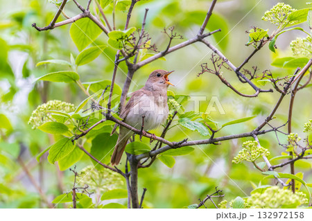 Thrush Nightingale, Luscinia luscinia. A bird sits on a tree branch and sings 132972158