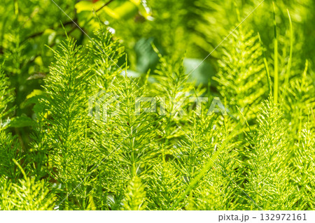 Wood horsetail (Equisetum sylvaticum) growing in the forest close up. Equisetum arvense, the field horsetail or common horsetail. Perennial herb Wood horsetail (Equisetum sylvaticum) growing in the forest close up. Equisetum arvense, the field horsetail or common horsetail. Perennial herb 132972161
