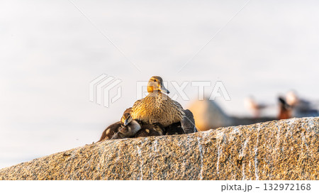 Adult duck with many ducklings sits on green shore of pond Adult duck with many ducklings sits on green shore of pond 132972168