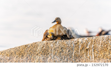 Adult duck with many ducklings sits on green shore of pond 132972170