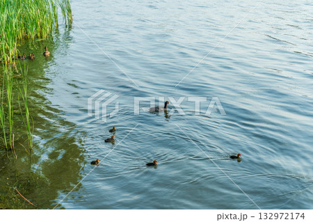 Eurasian Coot with Chicks Swimming on Lake Eurasian Coot with Chicks Swimming on Lake 132972174