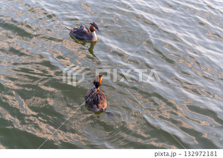 The water bird Great crested Grebe, Podiceps cristatus, swimming in the lake, and its cute babies riding on its back The water bird Great crested Grebe, Podiceps cristatus, swimming in the lake, and its cute babies riding on its back 132972181