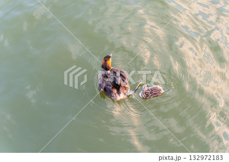 The waterfowl bird, great crested grebe with chick, swimming in the lake. The waterfowl bird, great crested grebe with chick, swimming in the lake. 132972183