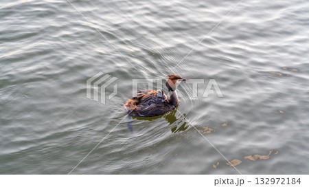 The water bird Great crested Grebe, Podiceps cristatus, swimming in the lake, and its cute babies riding on its back 132972184