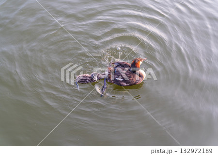 The waterfowl bird, great crested grebe with chick, swimming in the lake. 132972189
